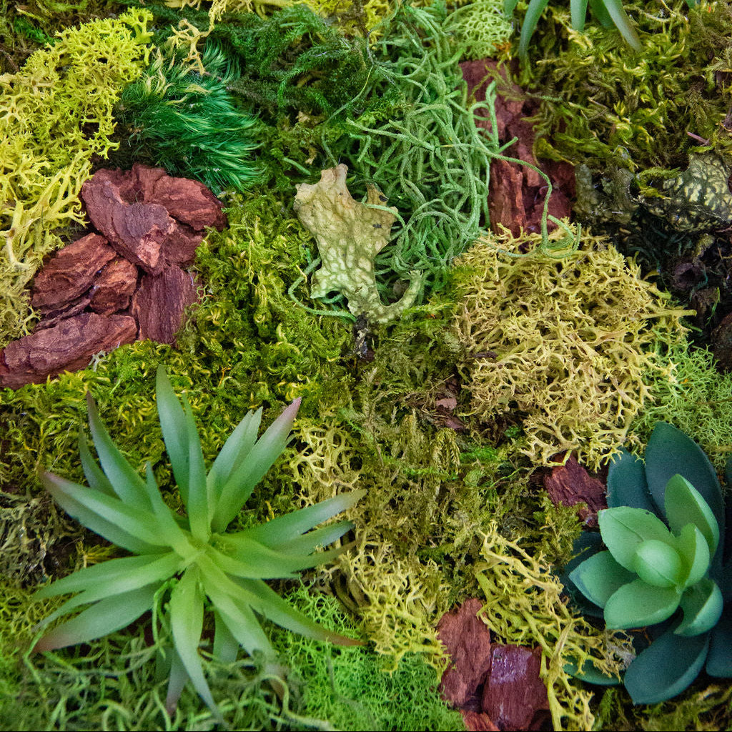 Close-up of a variety of green plants and moss on a textured surface