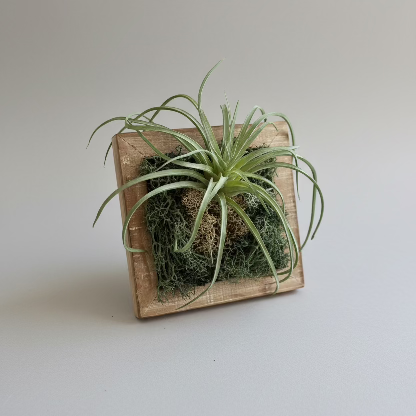 Air plant in a wooden frame on a grey surface 