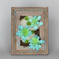 Framed artwork with green succulent plants on a textured wall background