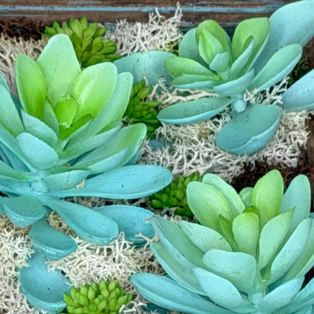 Artificial succulents arranged in a decorative setting with wood and moss.