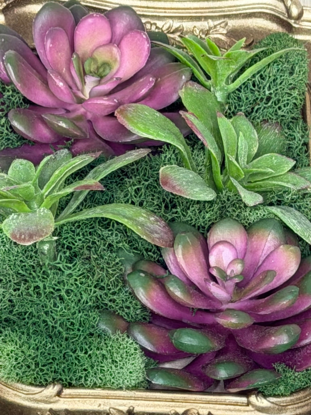 Close-up of purple succulents and green moss in a decorative frame.