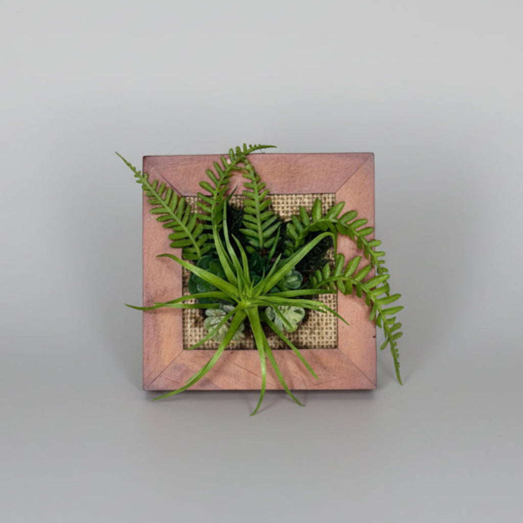 small airplant in wooden frame