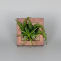 small airplant in wooden frame