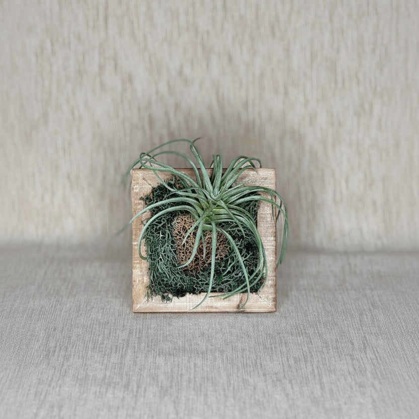 air plant picture frame Petite Air - Mini Artificial Air Plant Decor 3x3