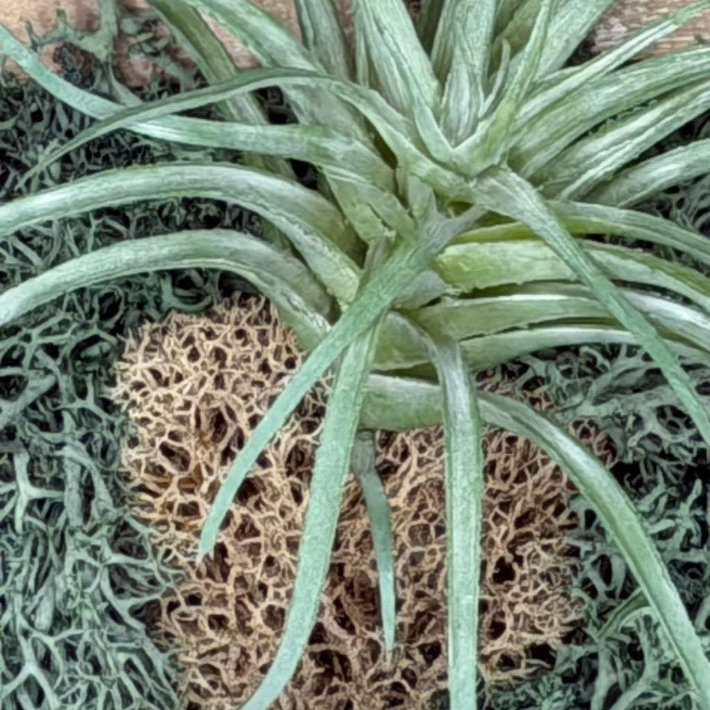 Close-up of an air plant with a textured surface background