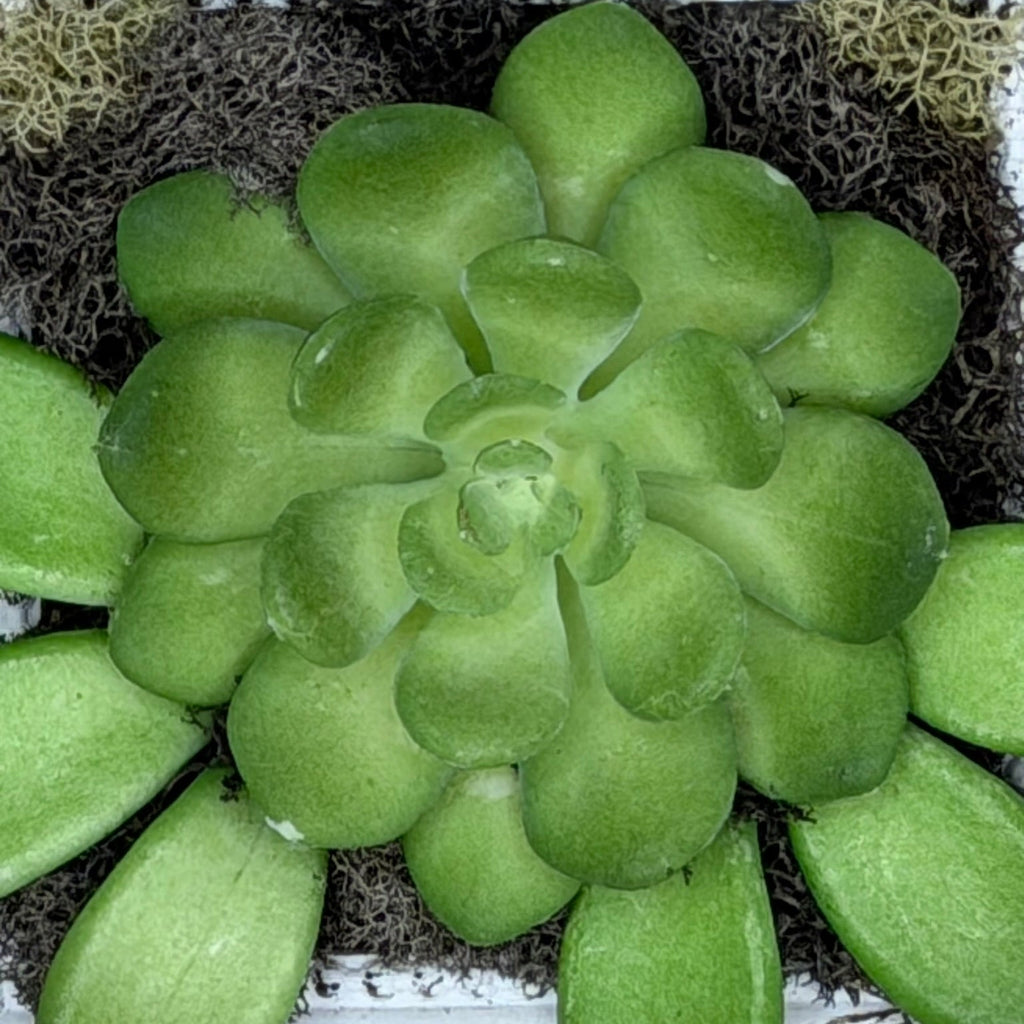 Close-up of a green succulent plant on a textured surface