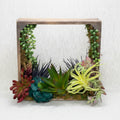 Small wooden box with succulents and air plants on a textured surface