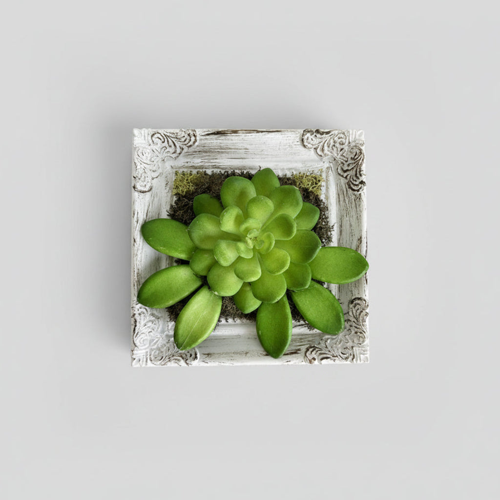 Green succulent plant in a decorative white frame on a wooden surface