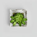 Green succulent plant in a decorative white frame on a wooden surface