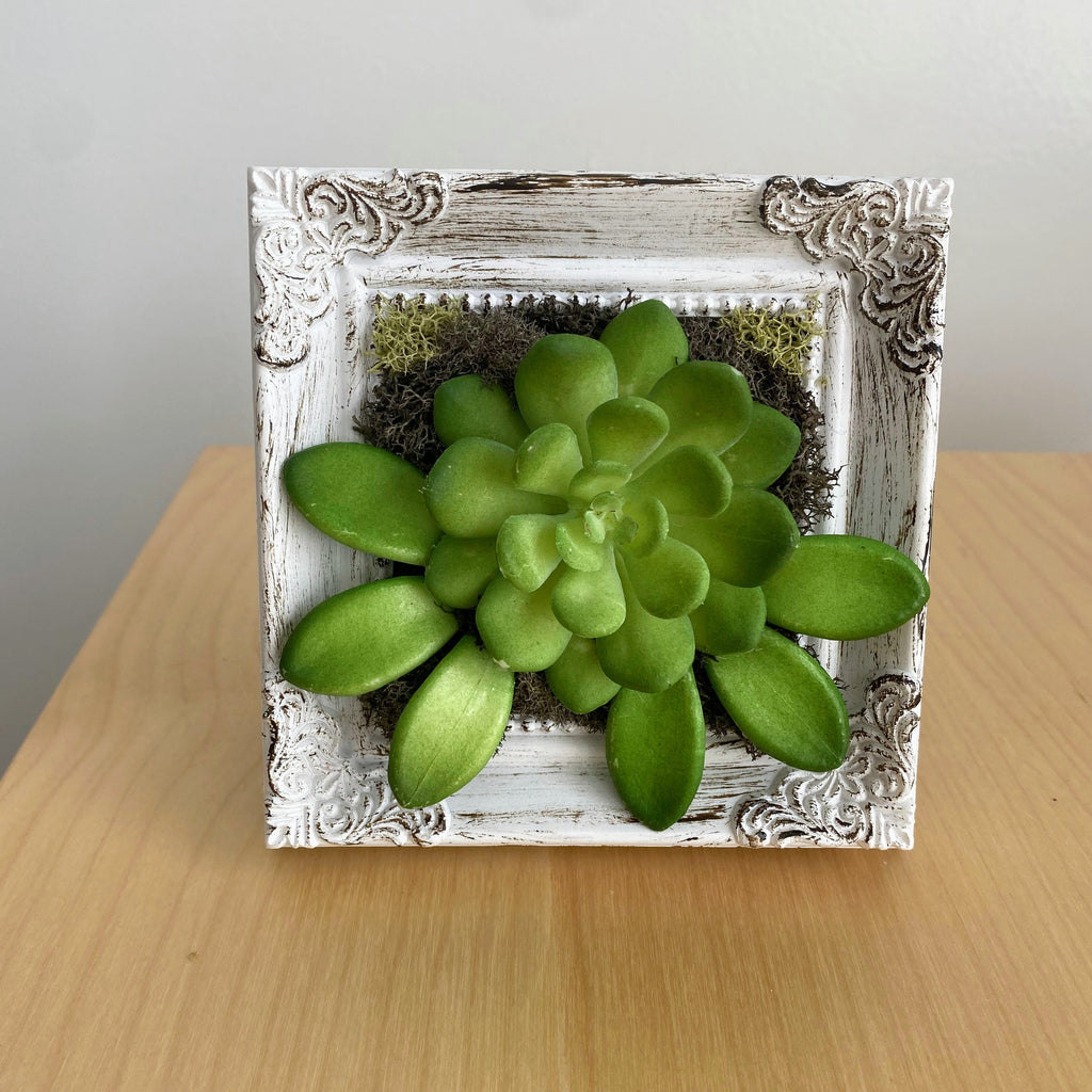Green succulent plant in a decorative white frame on a wooden surface.